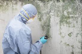 Environmental Consulting for Mold Prevention in Brookville, NY